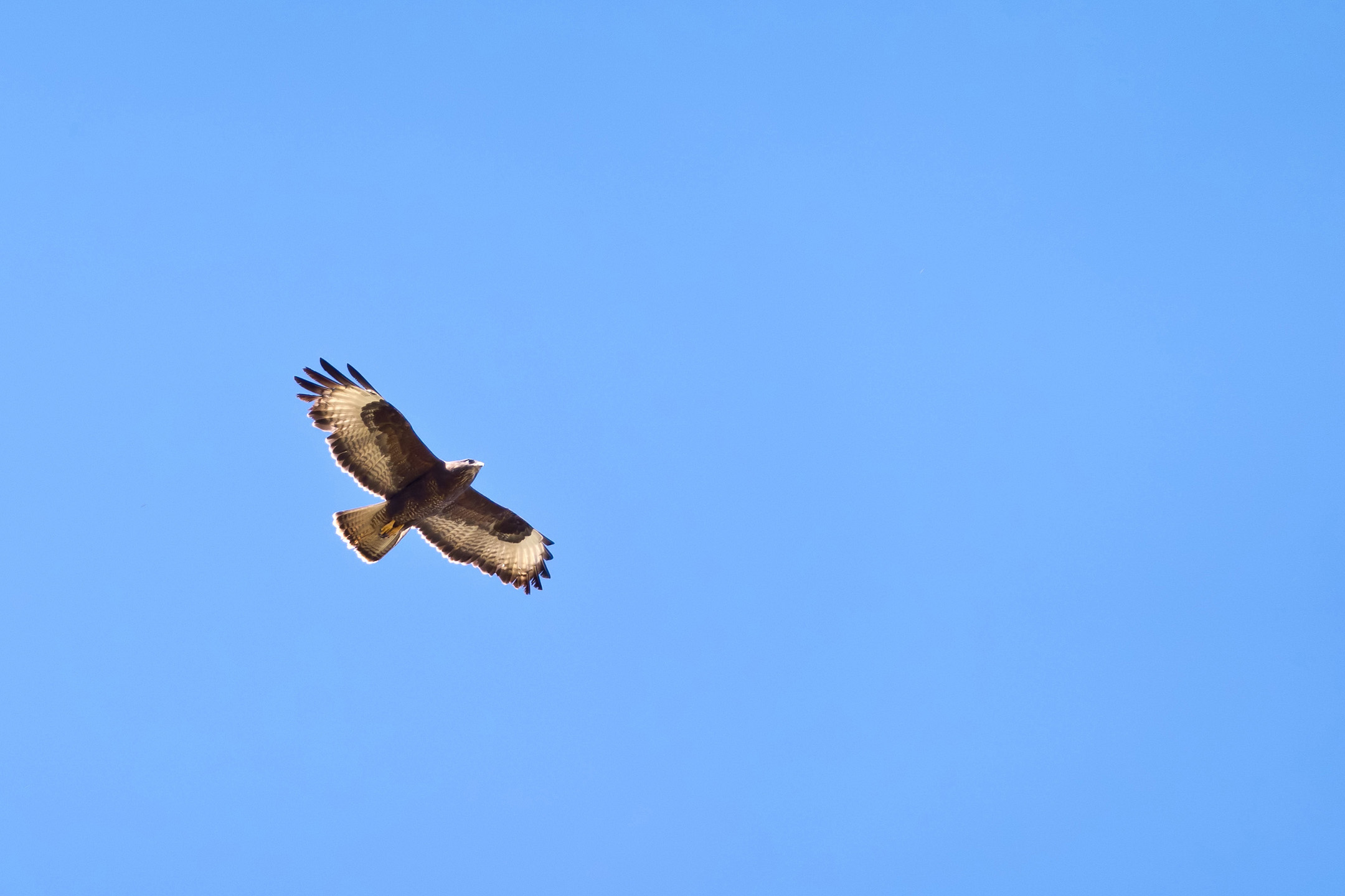 Mäusebussard im Flug